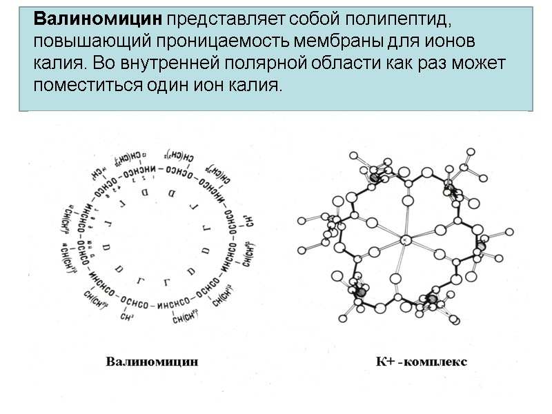 Валиномицин представляет собой полипептид, повышающий проницаемость мембраны для ионов калия. Во внутренней полярной области